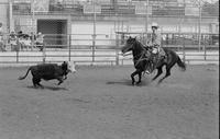 Unidentified rider in Quarter horse competition