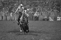 G.A. Yoacham Calf roping