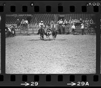 Unidentified Steer wrestler