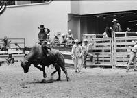 Mike Rawson on Bull #68