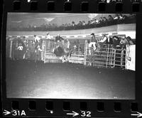 Unidentified Bull rider