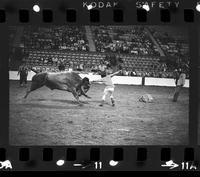 Bobby Clark fighting Bull #52