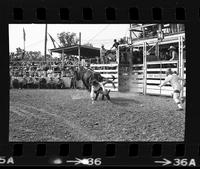 Bryan Weaver on Bull #45