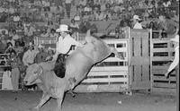 Denny Flynn on Bull #0