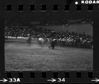 Unknown Rodeo clowns Bull fighting