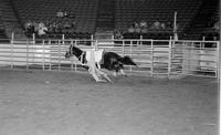 Charro Gomez Trick roping