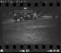 Howard Manuel Steer wrestling