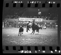 J.W. Farrington Calf roping