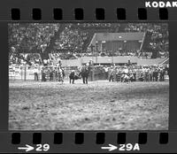 Eugene Smith Steer wrestling