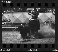 Lee Cockrell calf roping