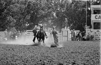 Unidentified Calf ropers