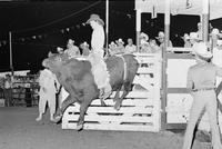 John Steenhoek on Bull #-11