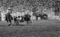 Maury Whyte Steer wrestling