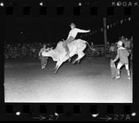 Unidentified Bull rider