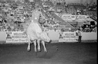 Bobby Berger on Bull #12