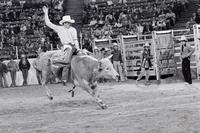 Bill Bonner on Bull #116