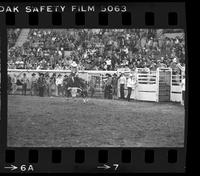 Unidentified Bull rider on unknown Bull [Possibly Butch Kirby]