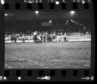 C.T. Campbell Steer wrestling