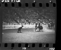 Greg Winham Calf roping