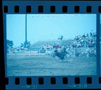 Zane Tibbets Calf roping