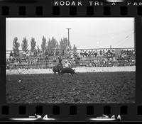 Dale Nelson Calf roping