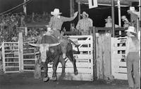 Don Crumpler on Bull #9