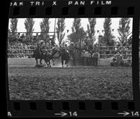 Chip Whitaker Steer wrestling