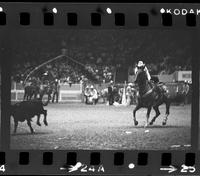 Tom Chapman Calf roping