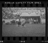 Kim Gripp Calf roping