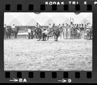 Chas. Lowry steer wrestling