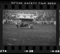 Unidentified Rodeo clown Bull fighting