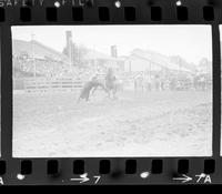 Dale Tubesing Calf roping