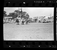 Colin Howell Steer wrestling