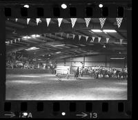 Darrel Bereuter Calf roping