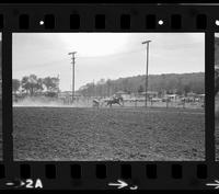 Unknown Steer roper