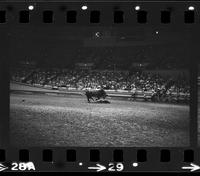 Unknown Rodeo clown Bull fighting