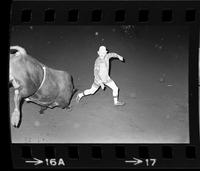 Rick Young Bull fighting with Bull #40