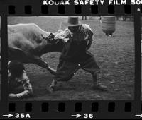 Unidentified Rodeo clown Bull fighting