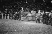 Wayne Hall on Bull #18