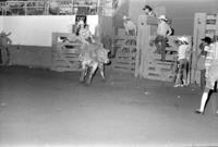 Sheila Bussey, Girls Bull riding