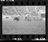 Ronnye Sewalt Calf roping