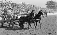 Unidentified couple in wagon