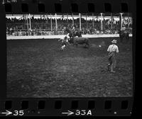 Unidentified Rodeo clowns Bull fighting