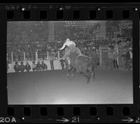 LeRoy Burden on Bull #251