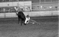 Unidentified Steer wrestler