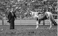 Tommy Lucia horse specialty act