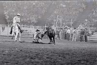Roy Duvall Steer wrestling