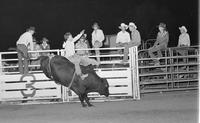 Unidentified Bull rider on unknown Bull