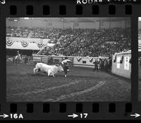 Unidentified Rodeo clown Bull fighting