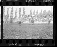 Roy Burk Calf roping